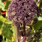 Angelica gigas Fiore