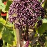 Angelica gigas Flower