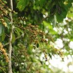 Dialium tessmannii Hábito