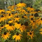 Rudbeckia fulgida Kvet