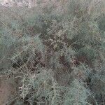 Tamarix chinensis Συνήθη χαρακτηριστικά