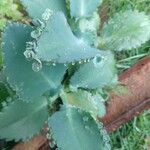 Kalanchoe daigremontianaBlad