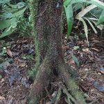 Ticodendron incognitum Hábito