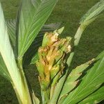 Hylaeanthe unilateralis Flor