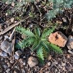 Cirsium acaule Liść