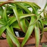 Aloe suarezensis