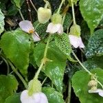 Begonia picta