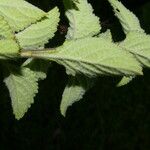 Stachytarpheta mutabilis पत्ता
