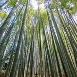 Phyllostachys bambusoides Habit