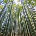 Phyllostachys reticulata Habitus