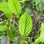 Gouania lupuloides Leaf