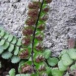 Asplenium trichomanes Φρούτο