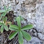 Alchemilla alpigena Leaf