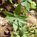 Baptisia bracteata Leaf