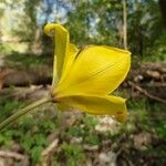 Tulipa sylvestris Blüte