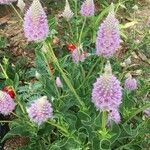 Ptilotus extenuatus Flor