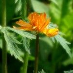 Trollius asiaticus Květ