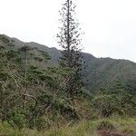 Araucaria scopulorum 整株植物