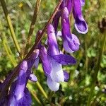 Vicia villosa花