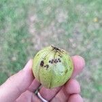 Carya glabraFruit