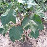 Gossypium hirsutum Hoja