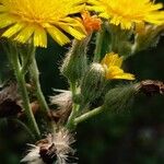 Pilosella echioides Flower