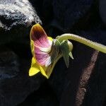 Viola purpurea Blomma