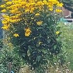 Rudbeckia nitida موطن