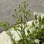 Erigeron canadensisLeaf