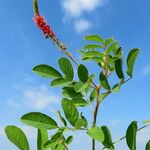 Indigofera hirsuta Hábito