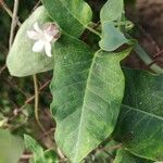 Araujia sericifera Leaf