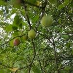 Prunus domestica Fruit