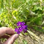 Anchusa officinalisFlor