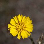 Madia elegans Flower