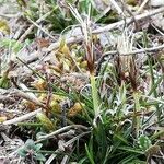 Carex humilis 葉