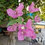 Bougainvillea glabra Цветок
