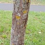 Malus hupehensis (Bark)