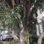 Melaleuca quinquenerviaLeaf