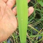 Oryza latifolia Leaf