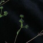 Bupleurum gracillimum موطن