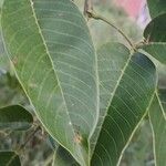 Clitoria fairchildiana Leaf