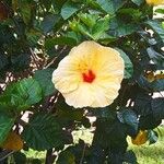 Hibiscus rosa-sinensisFlor