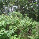Mussaenda arcuata Habit