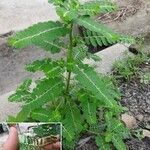 Phyllanthus urinaria 葉