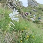 Paradisea liliastrum Çiçek