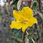 Fremontodendron californicum Blomst