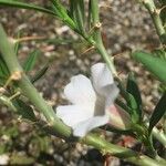 Pachypodium bispinosum Λουλούδι