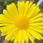 Doronicum columnae Flower