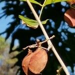 Poecilanthe parviflora Fruto
