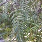 Schinus molle 葉